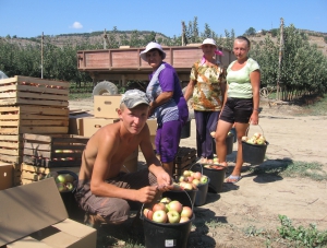 А вот и яблочки поспели!