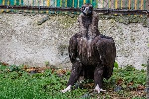 Крымские блоггеры проверили «вторую жизнь» спасенных пернатых в Симферопольском зооуголке