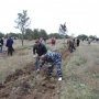 На берегу озера Мойнаки появился новый лес