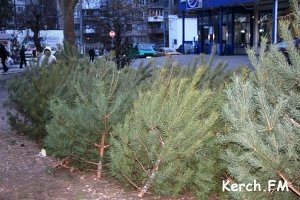 Милиция, ГАИ и лесники будут контролировать вырубку елей