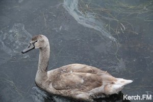 Прокуратура выясняет, что за вещество разлилось на набережной Керчи