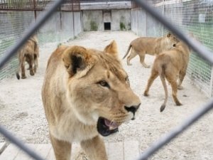 Голосовать за «чудеса» в Крыму можно с 1 февраля