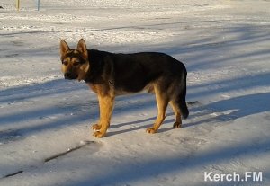 Керчане спасли овчарку-полукровку, у которой врезался ошейник