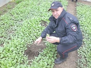 На востоке Крыма у селянина нашли теплицу с коноплей и ружье без документов