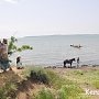 В Керчи на «Черепашке» купались лошади