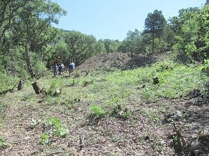 Возле Севастополя остановили незаконную рубку леса