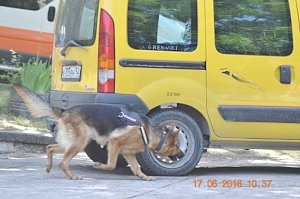 В «Горном» служебные собаки демонстрировали навыки дрессировки