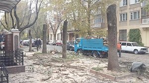 Симферопольские власти планируют обрезать деревья по всему городу для создания единого эстетического облика столицы – начали со Шполянской