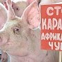 В Ленинском районе из-за вспышки АЧС вырезали почти 1 тысячу свиней