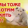 Керчи не выделят денег на приют для бездомных животных