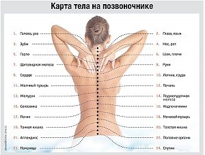 В поликлиники придут мануальные терапевты с врачебными лицензиями