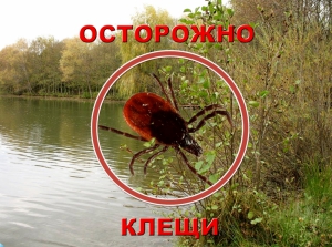 Осторожно, клещи!