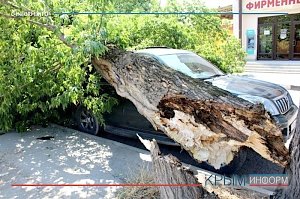 Упавшее в районе симферопольского хлебозавода дерево раздавило внедорожник