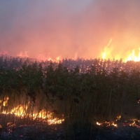 За месяц в Крыму ликвидировано около 405 загораний