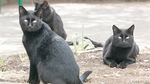 Симферополь оказался в хвосте рейтинга соседского дружелюбия