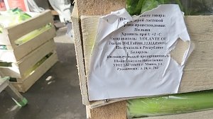 В Симферополь через Эстонию и Белоруссию «просочился» польский сельдерей – обнаружен и уничтожен