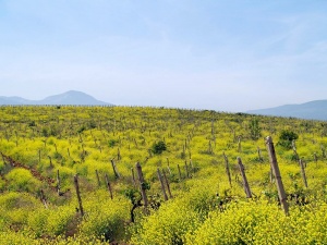 Сирийские бизнесмены желают заработать на Крыме