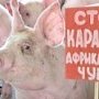 В Крыму опять нашли больных свиней, Италия готова продать своих