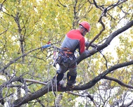 Южную часть Симферополя и Гагаринский парк очистят от мусора и обрежут сухие деревья