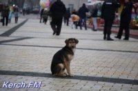 В Керчи вновь запланировали стерилизовать 588 бездомных животных, а убить — 147