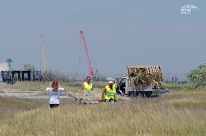 Вторая партия мальков русского осетра выпущена в водоемы по экопрограмме Крымского моста