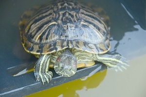 «Капец черепашкам» отменяется