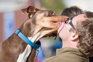 Чем можно заразиться от животных и птиц