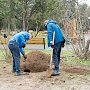 Двенадцать молодых деревьев высадили поблизости от сквера в Евпатории