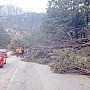 В Алуште дерево упало на троллейбусные провода