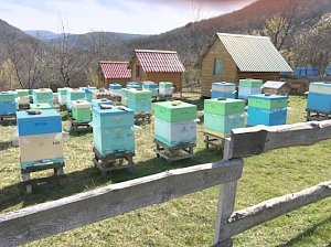 На пасеке в Терновке лечат жужжанием пчел