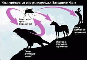 В Белогорском районе выявили случаи заболевания лихорадкой Западного Нила