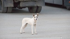 Жителей Судака одолевают стаи бродячих собак