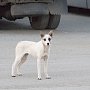 Жителей Судака одолевают стаи бродячих собак