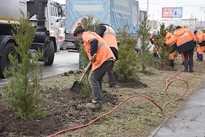 На проспекте Победы в Симферополе к 9 мая высадят кедры, барбарис и спирею японскую