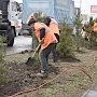 На проспекте Победы в Симферополе к 9 мая высадят кедры, барбарис и спирею японскую