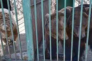 В симферопольском зооуголке рассказали, чем кормят животных на карантине