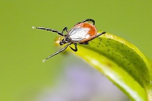 В Керчи временно оказались под запретом парки, скверы и детские площадки