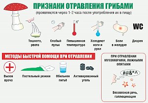 Что делать при отравлении грибами и как оказать первую помощь