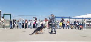 В Севастополе полицейские продолжают знакомить детей с деятельностью единого центра кавалерии и кинологии УМВД